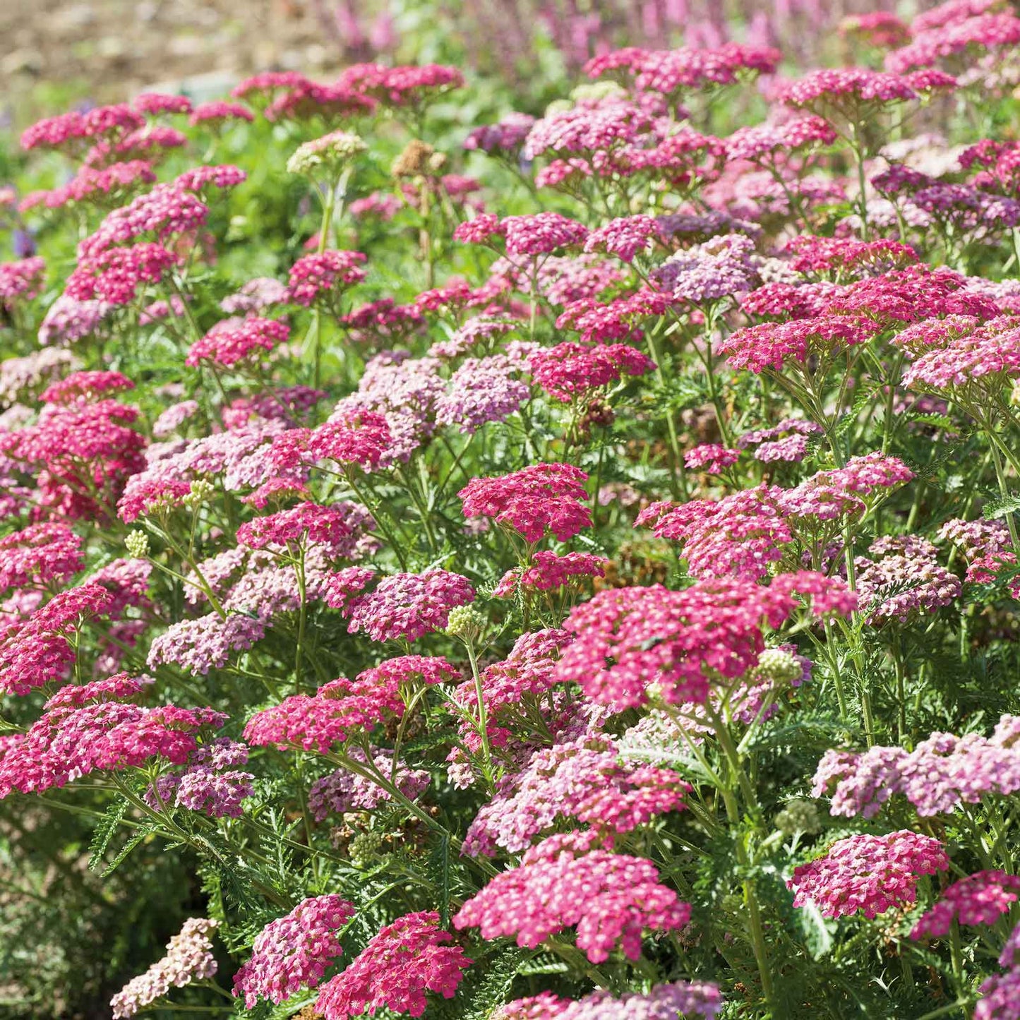 Yarrow Roots - Appleblossom