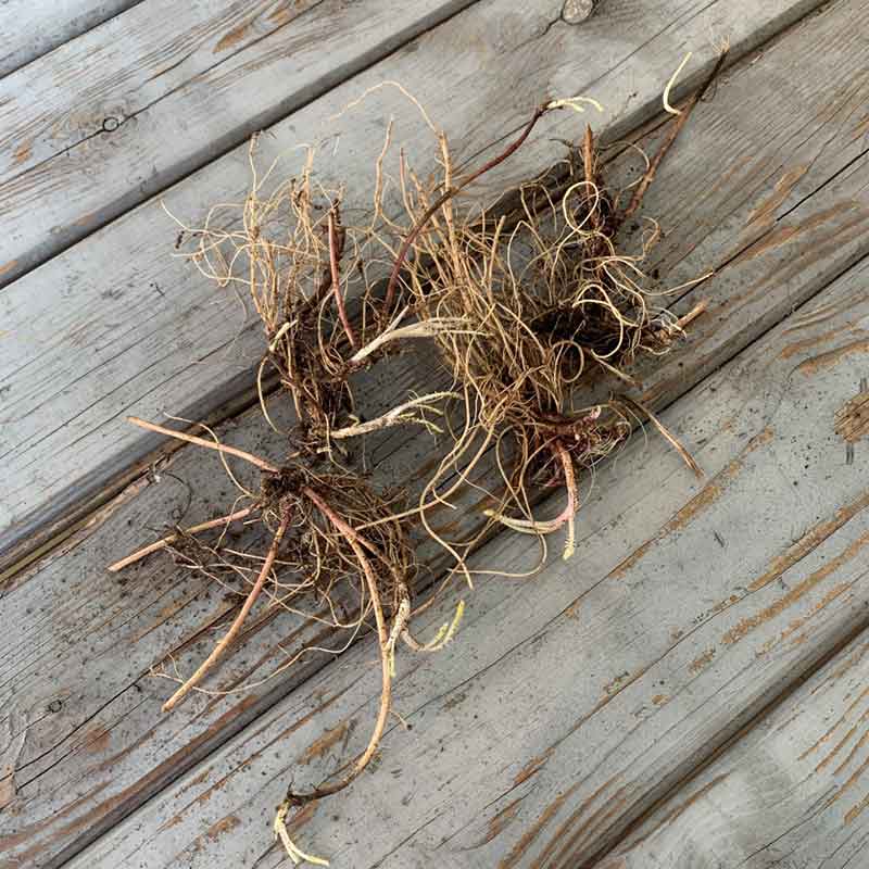 Yarrow Roots - Appleblossom