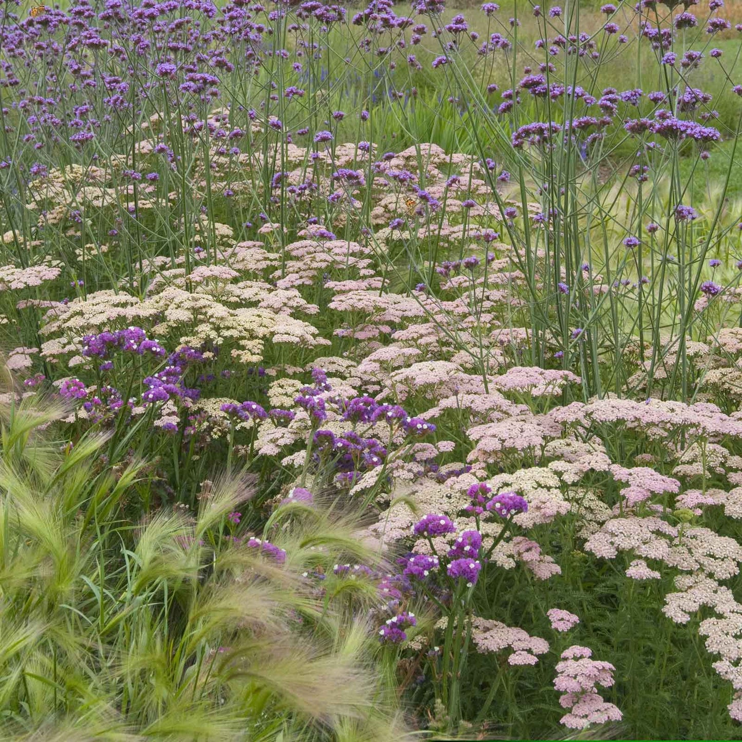 Yarrow Roots - Salmon Beauty