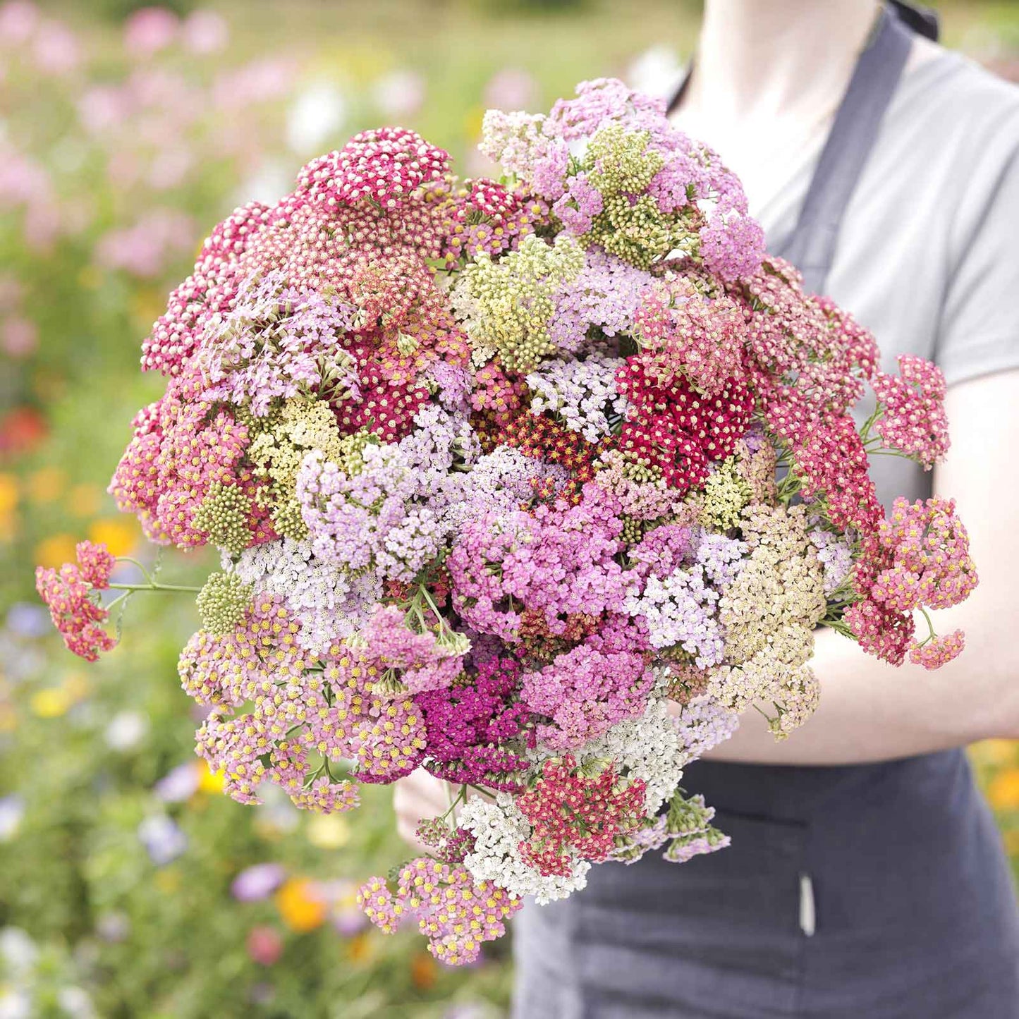 Yarrow Roots - Summer Pastels