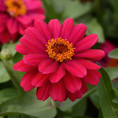 Zinnia Seeds - Zahara Double Cherry