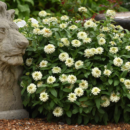 Zinnia Seeds - Zahara Double White