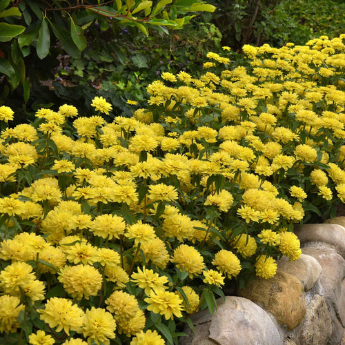 Zinnia Seeds - Zahara Double Yellow