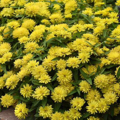 Zinnia Seeds - Zahara Double Yellow